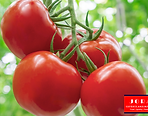 Jora Exports & Imports_Tomato.png