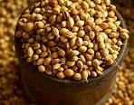 Jora_Exports and Imports_Coriander Seeds