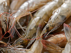 Jora_Exports and Imports_Brown shrimp_Me