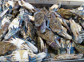 Jora_Exports and Imports_Sea Crab Crab.p
