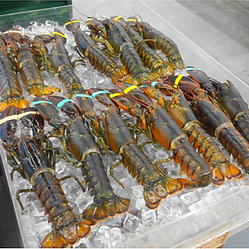 Jora_Exports and Imports_Rock Lobster.pn
