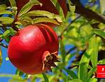 Jora Exports & Imports_Pomegranate.png