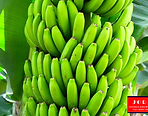 Jora Exports & Imports_Banana.png
