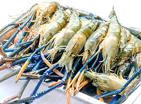 Jora_Exports and Imports_Scampi prawn PR