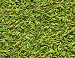 Jora_Exports and Imports_Fennel Seeds.pn