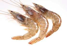 Jora_Exports and Imports_Brown shrimp.pn
