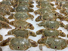 Jora_Exports and Imports_Three Spot Crab