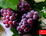 Jora Exports & Imports_Grapes.png