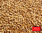 Jora Exports and Imports _ Wheat Grain.p