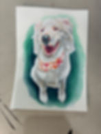 A custom hand-painted watercolor illustration of a mini Merle Australian Shepherd pet portrait, created at a professional art studio in Pittsburgh.