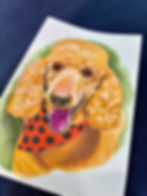 Hand-painted watercolor pet portrait illustration of a golden standard poodle with a red polka-dot bandana, by Pittsburgh artist Richie Stutler.