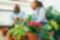 A black 55+ senior couple outside laughing repotting plants together
