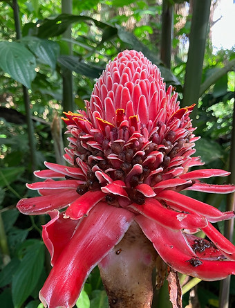 Parque de Manu Peru