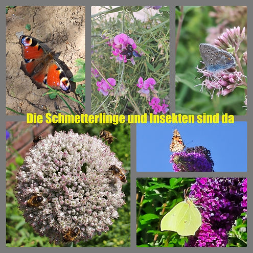 schmetterlinge und insekten.jpg