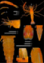 spinosus