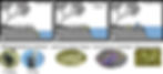 Figure 6FV copy