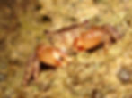 Pachygrapsus transversus (11)