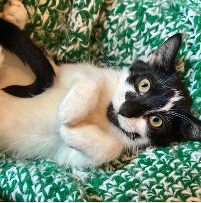 Cat Crew Rescue's first-ever