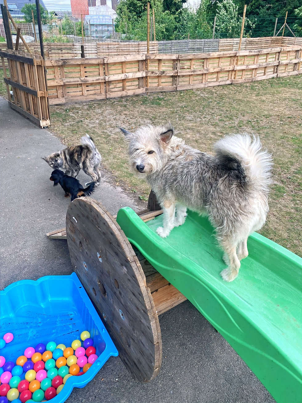 Trois chiens dans un jardin: un grand chien sur une glissade verte, deux autres sur l’allée, avec un bac de balles colorées.