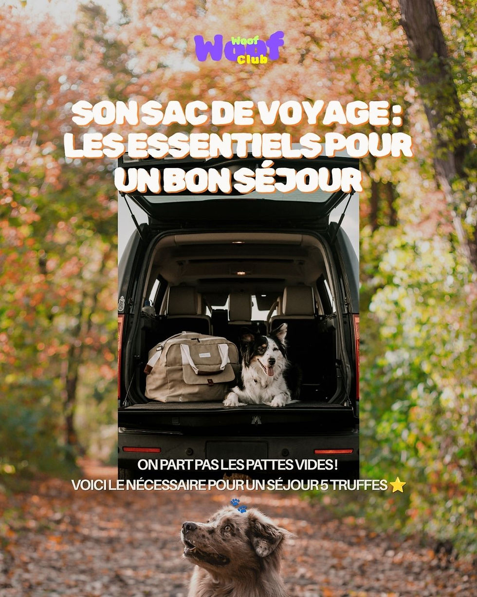 La valise de votre chien : que faut-il prévoir avant son arrivée ?