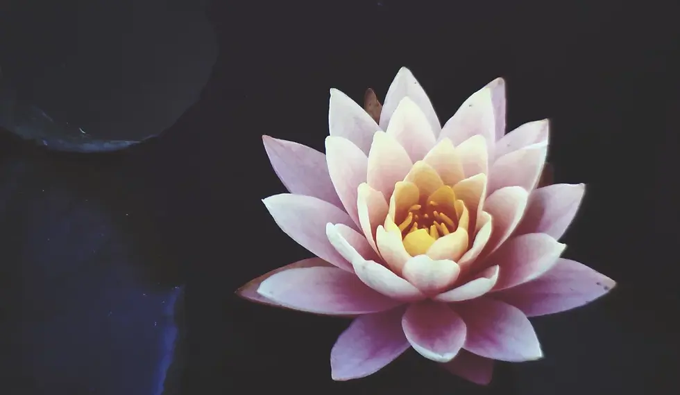 Fleur de lotus