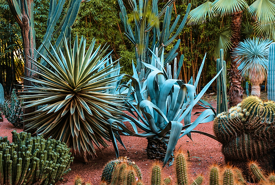 Tequila und Mezcal  was macht sie so besonders und einzigartig?