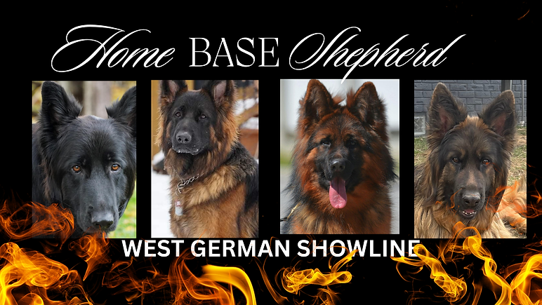 Copy of Home Base Shepherd (1).png
