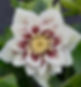 Orientalis 1910 BioStart.jpg