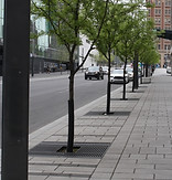 TreeGrates_1.jpg