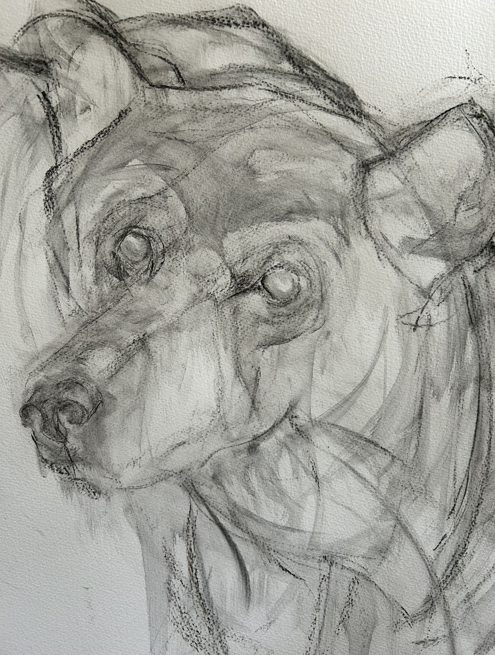 bear up close.jpeg