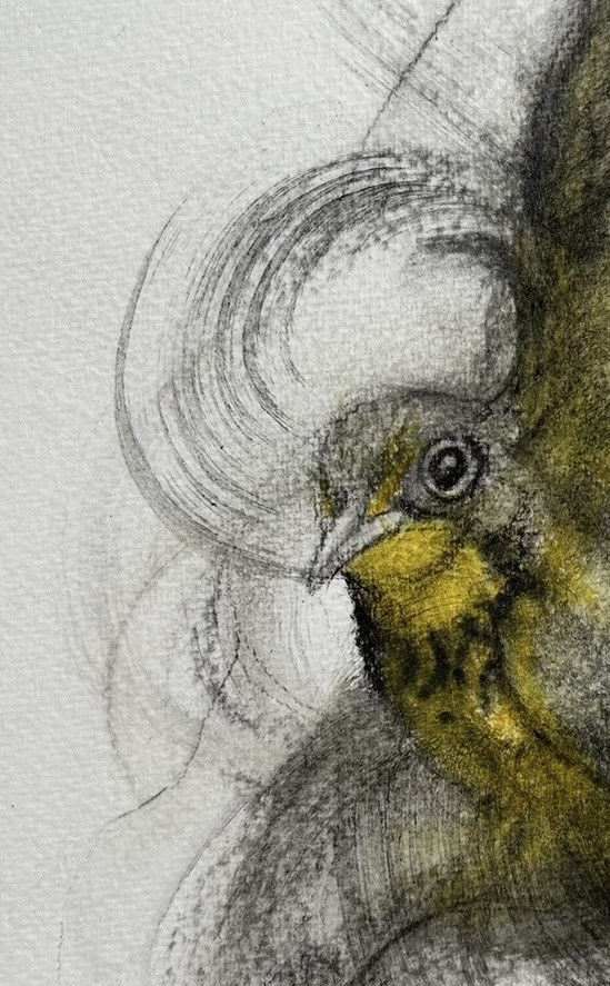 Canada warbler up close.jpeg