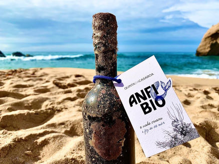 Anfibio red wine aged in the sea