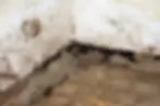 basement-wall-water-damage-mold-cracks.webp