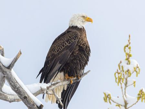 Bald eagles at Standley Lake Regional Park hatch eggs after several unsuccessful breeding attempts