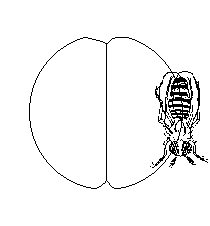 Bienentanz.gif