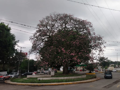 La primavera comienza