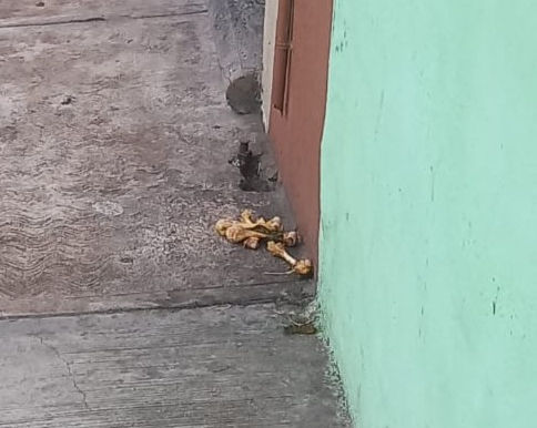 Sobras de comida a animales