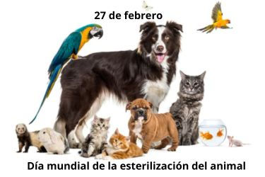 Día de la esterilización del animal