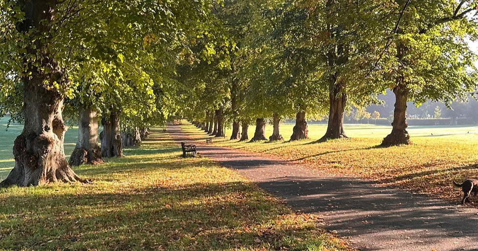 Rothamsted Park in Harpenden in the autumn