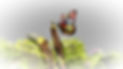 Colorful butterfly perched on a branch