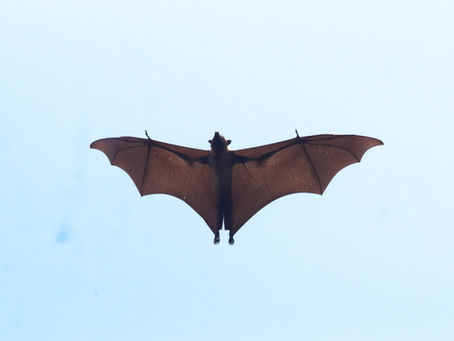 The Indian Flying Fox (Pteropus medius)