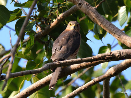The Shikra (Accipiter badius)