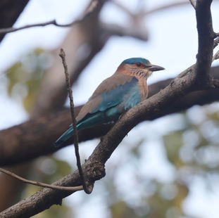 The Indian Roller (Coracias benghalensis)