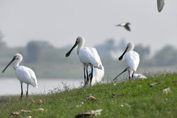 Spoonbills