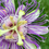 Thumbnail: Passion Flower Tincture