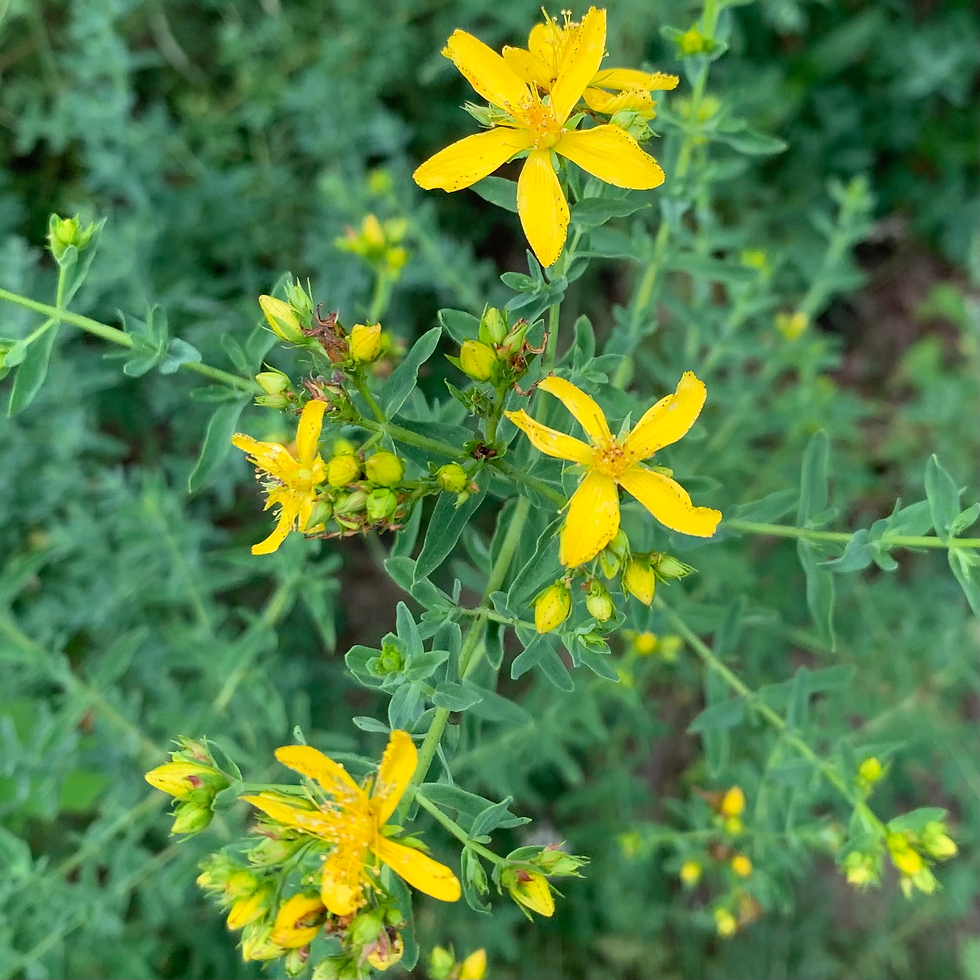Thumbnail: Saint John's Wort Tincture
