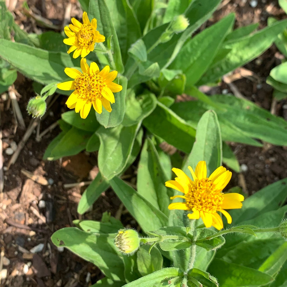 Thumbnail: Arnica Infused Oil