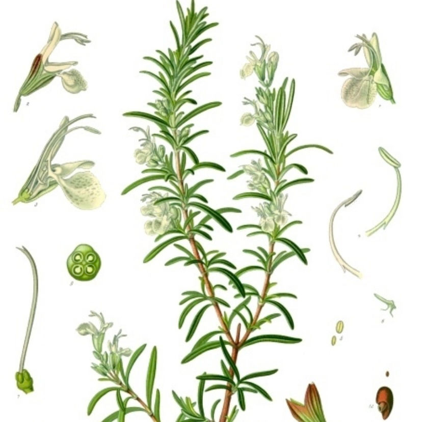 Thumbnail: Rosemary Tincture