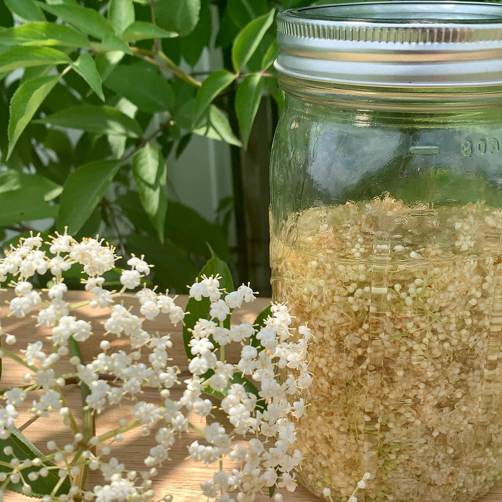 Thumbnail: Elder Flower Tincture