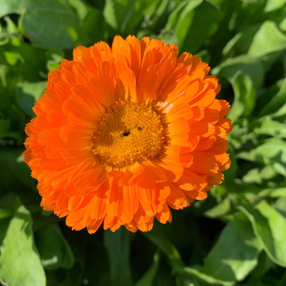 Thumbnail: Calendula Tincture